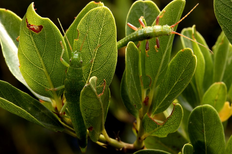 Male on the search