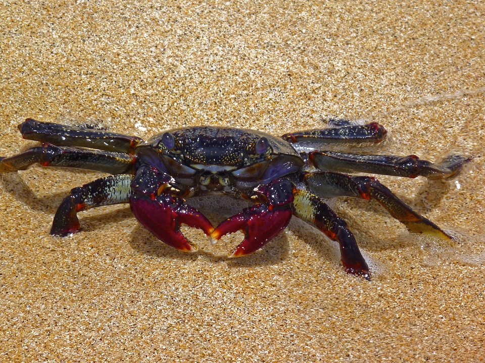 Spain nature animal