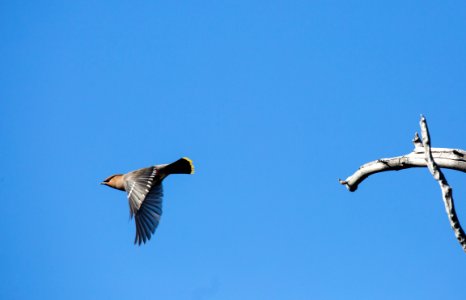 Bohemian waxwing, Bunsen Peak