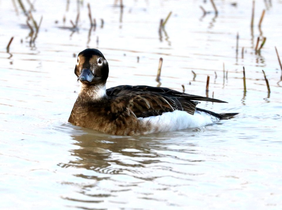 056 - LONG-TAILED DUCK (6-16-2016) barrow, alaska -02