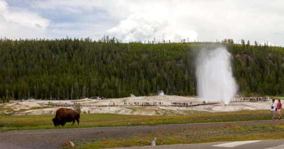 Bison and Beehive Geyser