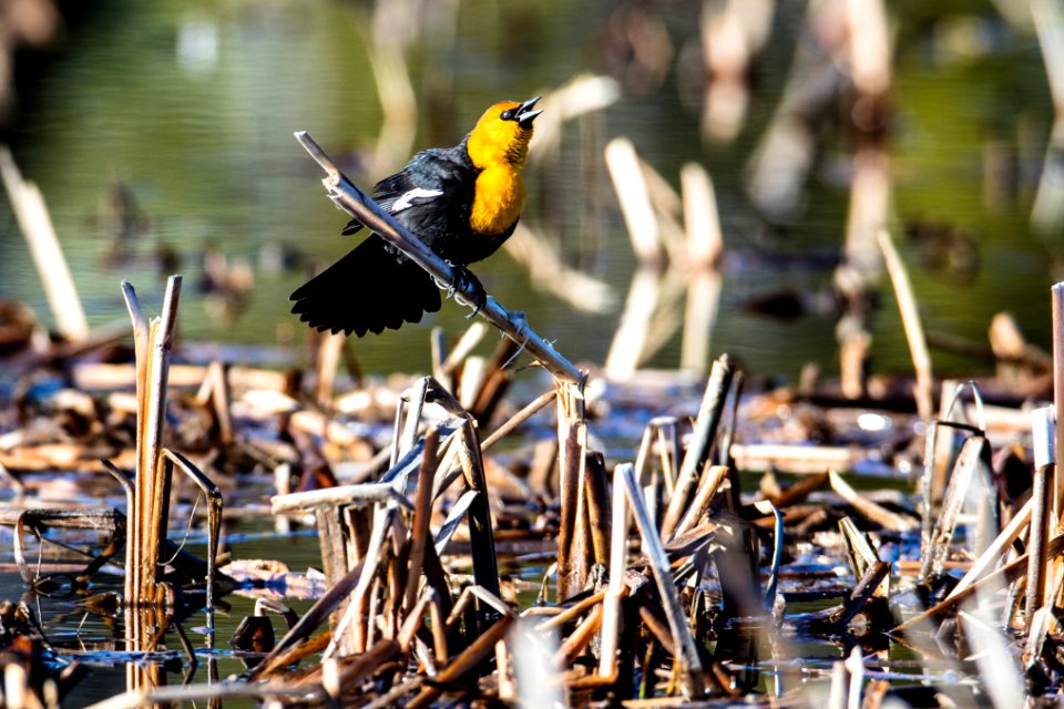 Yellow-headed blackbird (4) - Xanthocephalus xanthocephalus