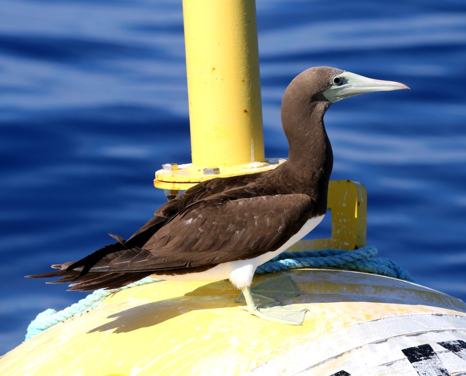 BROWN BOOBY (9-15-2017) kona pelagic trip, kona, hawai'i co, hawaii -06