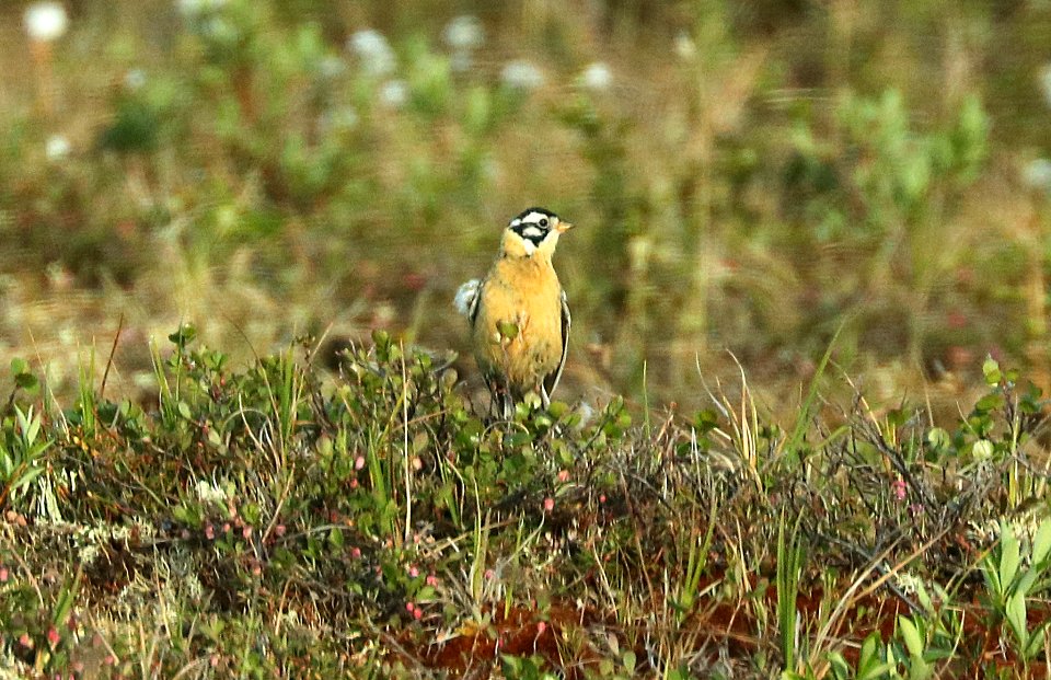 792 - SMITH'S LONGSPUR (6-11-2019) milepost 20, tangle lake, denali highway, ak -04