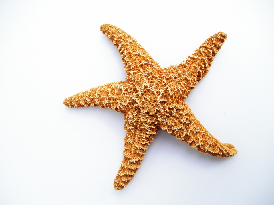Dried decorative marine