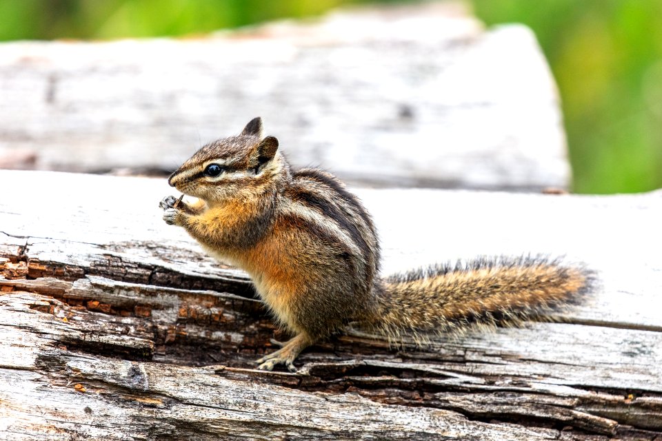 Least chipumk searches for food on a fallen tree