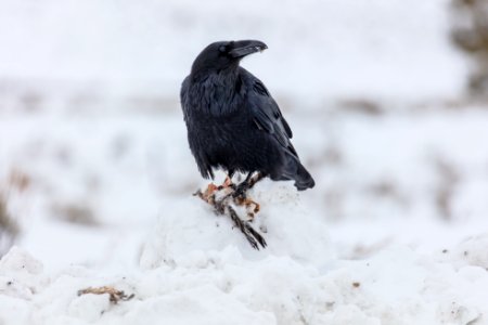 Raven Scavenging a Sharp-shinned Hawk carcass (3)