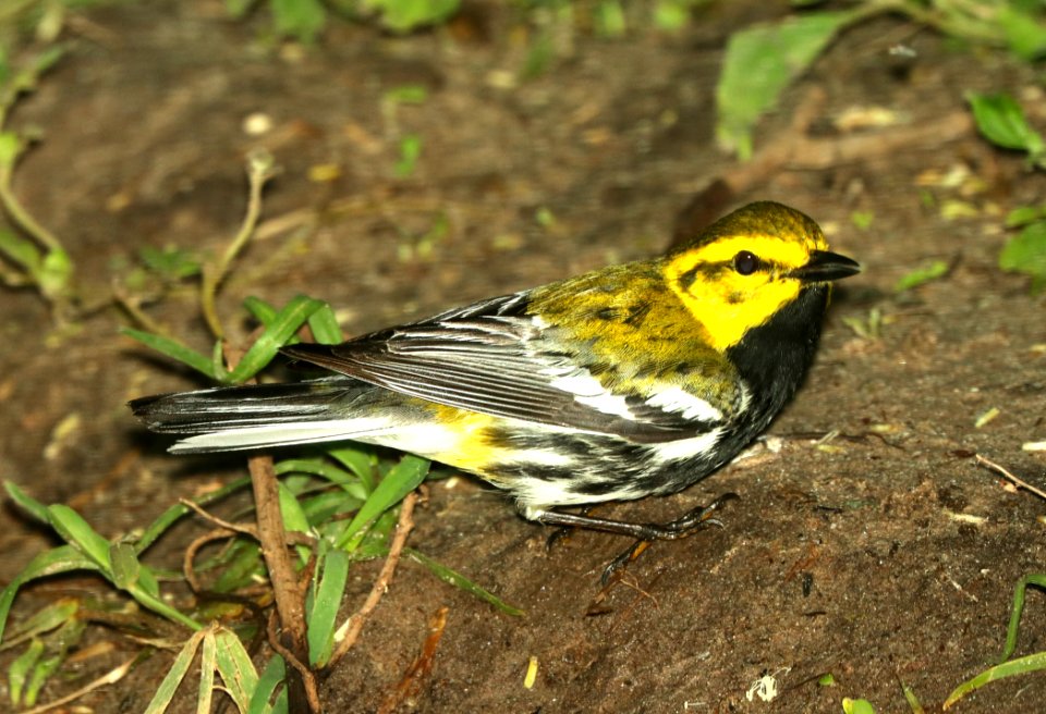 843 - BLACK-THROATED GREEN WARBLER (4-28-2019) convention center, south padre island, cameron co, tx -01
