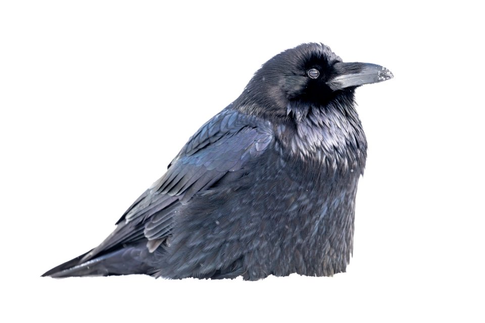 Raven bedded in the snow