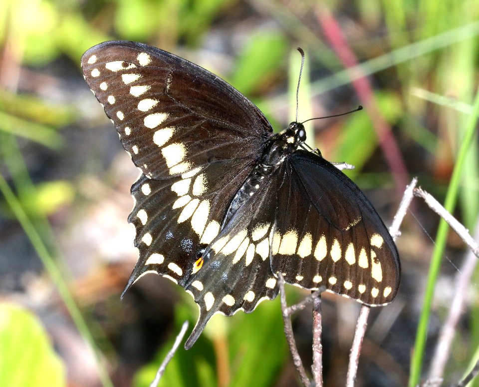 SWALLOWTAIL, BLACK (Papilio polyxenes) (6-9-2017) patsy pond nature trail, croatan nat forest, carteret co, nc -01
