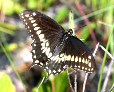 SWALLOWTAIL, BLACK (Papilio polyxenes) (6-9-2017) patsy pond nature trail, croatan nat forest, carteret co, nc -01