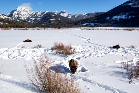 Wintering bison along Soda Butte Creek photo
