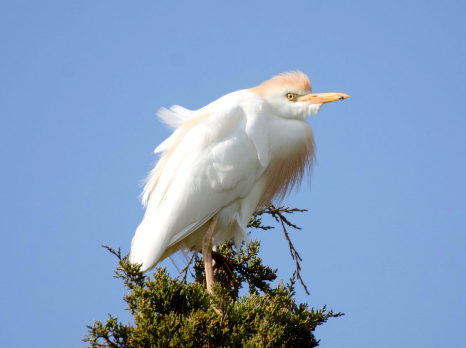 Cattle Egret