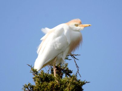 Cattle Egret photo