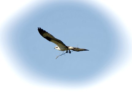 Osprey with nesting material