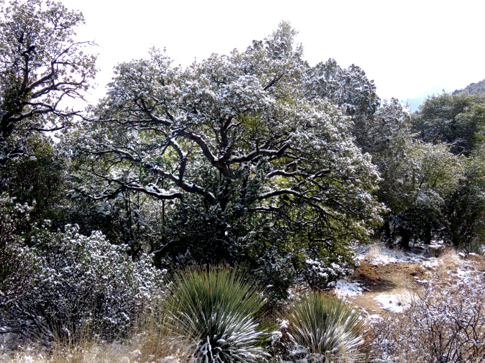 HUACHUCA MOUNTAINS, Hunter Canyon north fork, cochise co, AZ - (2-19-2019) -07
