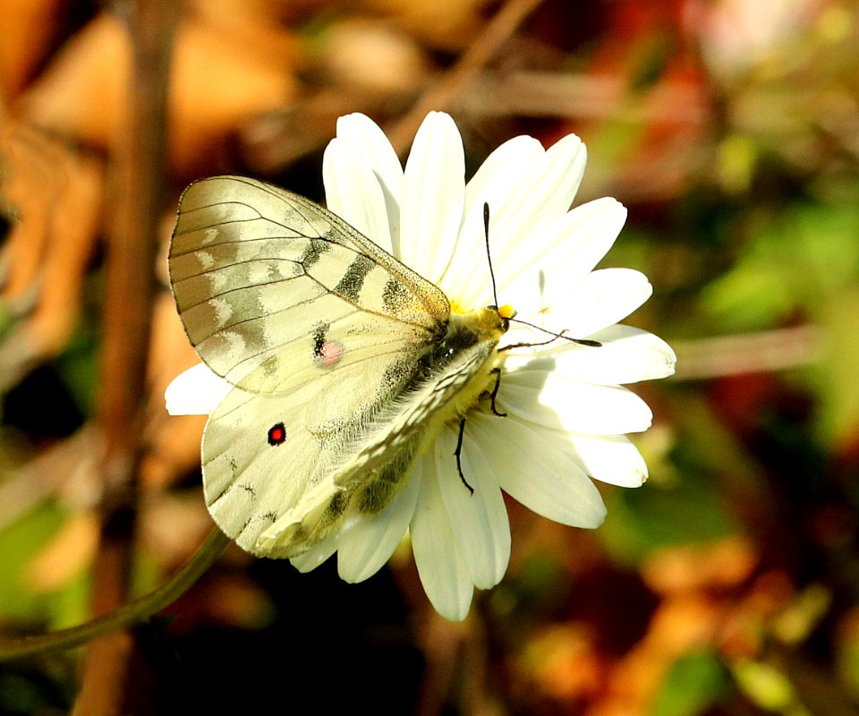 PARNASSIAN, CLODIUS (Parnassiaus clodius) (6-24-2018) skamania co, wa -04