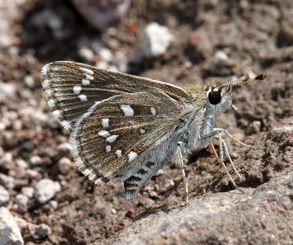 ROADSIDE-SKIPPER, DOTTED (Amblyscirtes eos) (8-30-11) bog hole, scc, az - 01