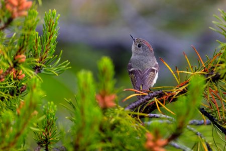 Ruby-crowned kinglet (Regulus calendula) along Artists Paintpots Trail photo