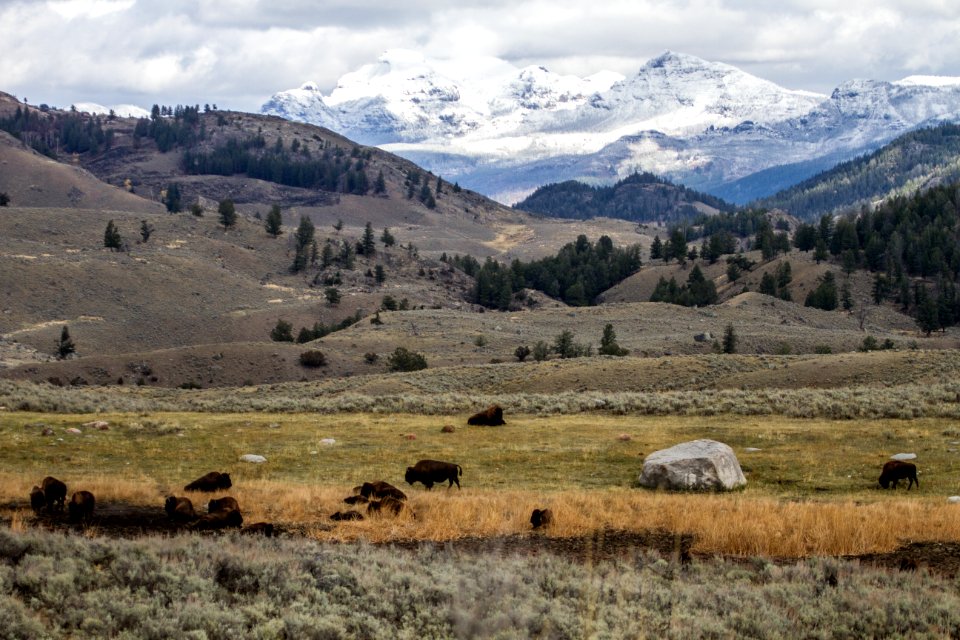 Bison