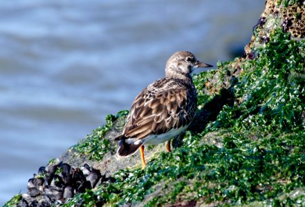 Ruddy Turnstone