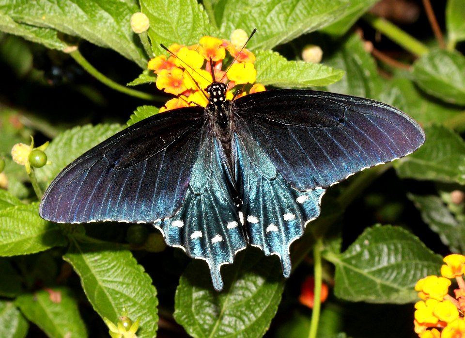SWALLOWTAIL, PIPEVINE (Papillio philenor) (8-21-2015) 78 circulo montana, patagonia lake ranch estates, scc, az -02