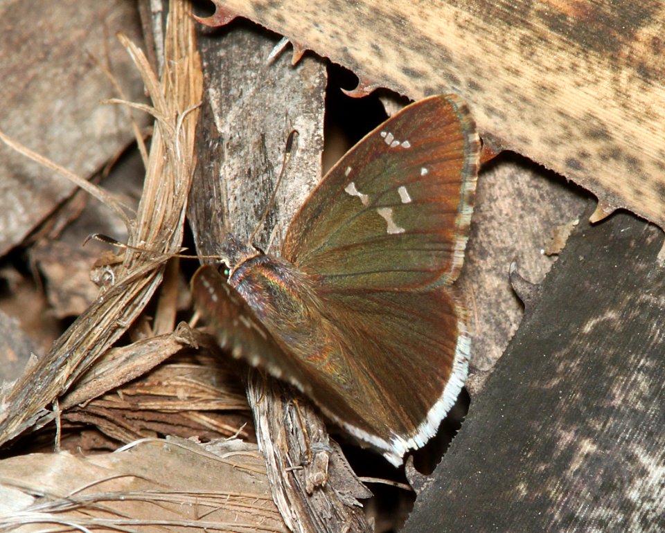 SKIPPER, ACACIA (Cogia hippalus) (7-28-11) harshaw rd, scc, az -01