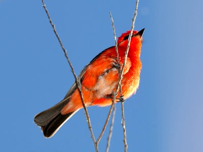 589 - VERMILION FLYCATCHER (5-22-2016) patagonia lake, santa cruz co, az -02