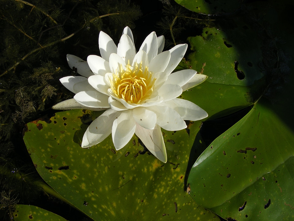 Danube water flower