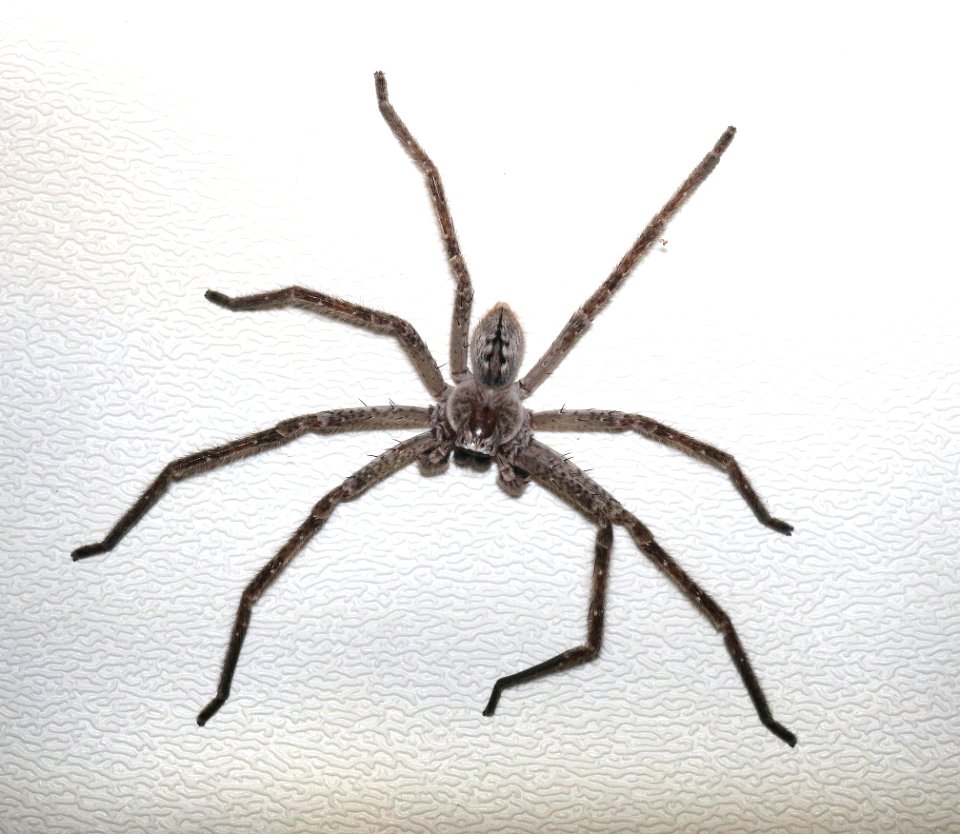 SPIDER, GIANT CRAB (Olias gigantius) (9-6-2015) male, 78 circulo montana, patagonia lake ranch estates, scc, az
