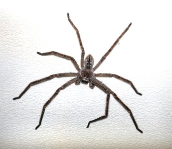 SPIDER, GIANT CRAB (Olias gigantius) (9-6-2015) male, 78 circulo montana, patagonia lake ranch estates, scc, az