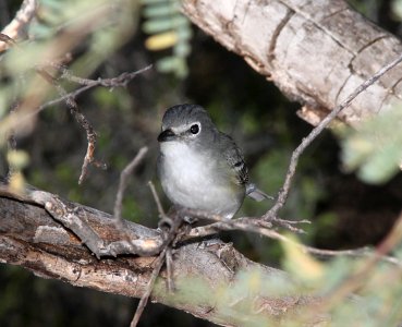 VIREO, PLUMBEOUS (11-3-10) west end, patagonia lake, scc.az -01