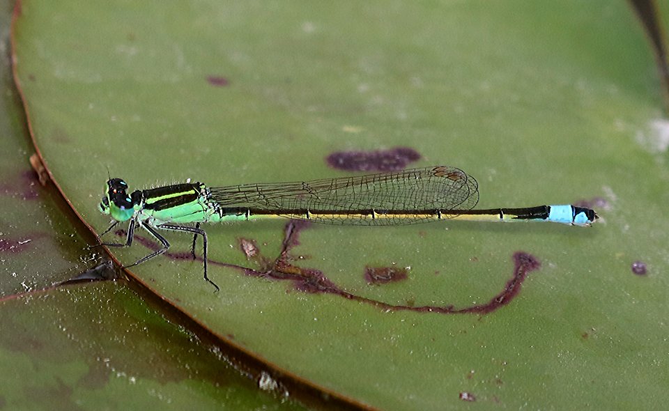 FORKTAIL, RAMBUR'S (Ischnura ramburii) (11-9-2016) the butterfly center, mission, hidalgo co, tx -01