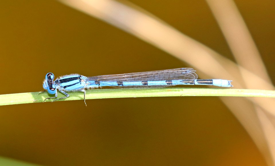 BLUET, ARROYO (Enallagam sedula) (9-27-2020) pena blanca lake, santa cruz co, az -01 male
