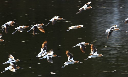 American avocets landing on Floating Island Lake photo