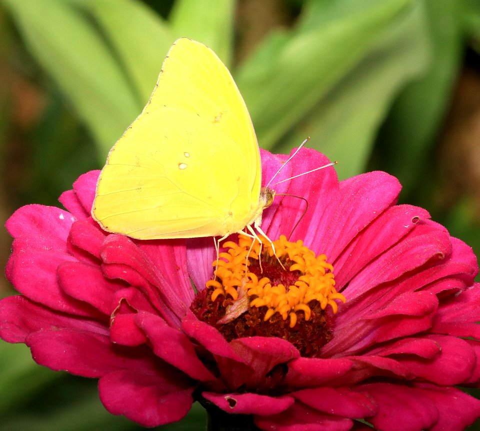CLOUDLESS SULPHUR (Phoebis sennae) (9-12-2016) santa fe ranch, nogales, santa cruz co, az