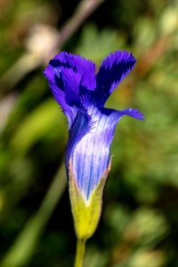 Rocky Mountain Fringed Gentian - Gentianopsis thermalis