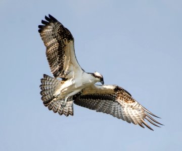 Osprey photo