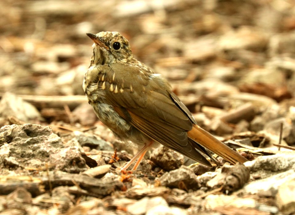 745 - HERMIT THRUSH (8-9-2019) juv, 8000 ft, iron creek c g, gila nat for, grant co, nm -02