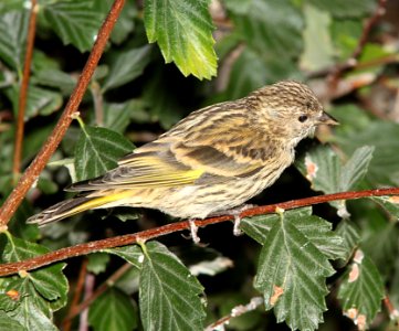 970 - PINE SISKIN (8-17-10) los alamos, nm  (3)