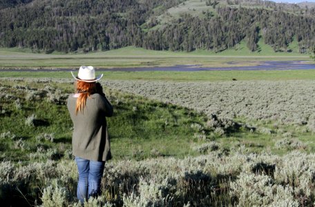 Photographing grizzly bear