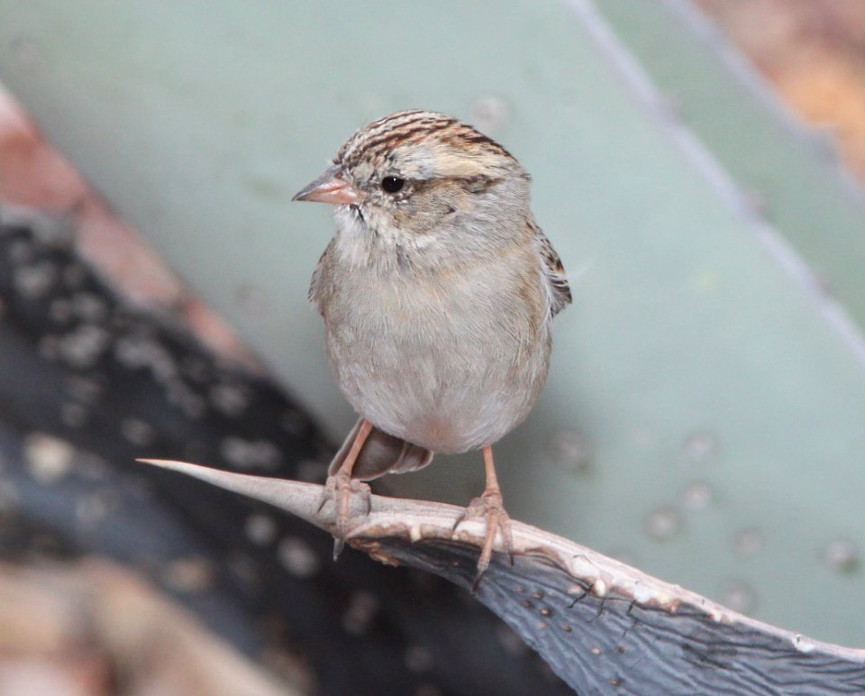 SPARROW, CHIPPING (3-20-11) 78 ciculo montana, patagonia lake ranch estates, scc, az -01