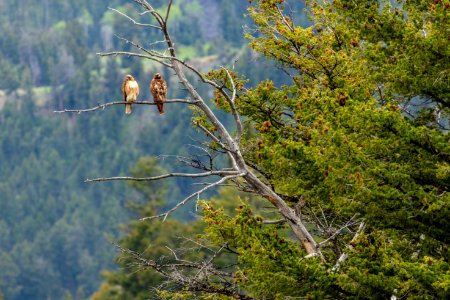 A pair of red-tailed hawks (Buteo jamaicensis) perched in a tree near Hellroaring Creek