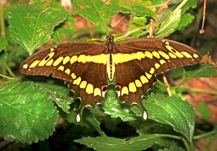SWALLOWTAIL, GIANT (Papilio cresphontes) (9-1-2016) sabine woods, jefferson co, tx (3)