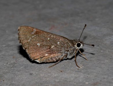 SKIPPER, SHEEP (Atrytonopsis edwardsii) (9-20-10) 78 circulo montana, pat lake ranch estates, scc, az -01