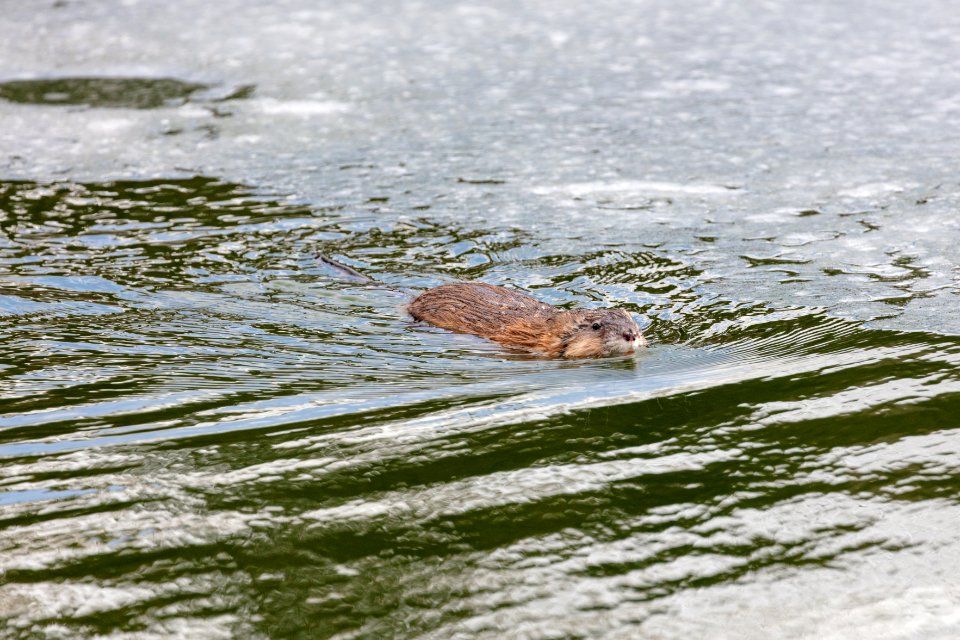 Muskrat swimming in a pond (2)