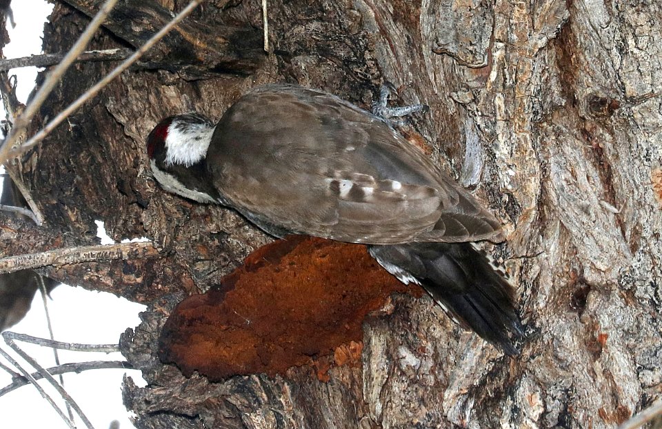 537 - ARIZONA WOODPECKER (3-21-2018) patagonia lake, santa cruz co, az -01