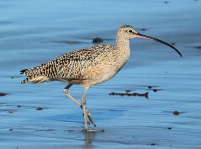CURLEW, LONG-BILLED (3-22-10) morro bay, ca -05 photo