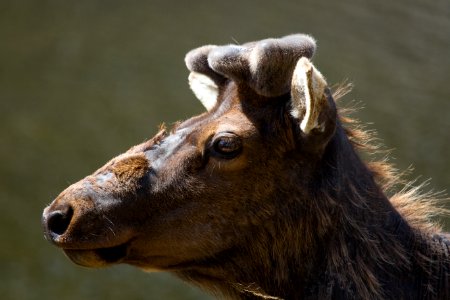 Bull elk