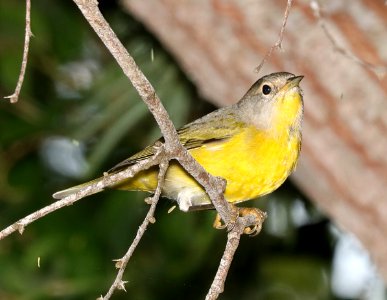 811 - NASHVILLE WARBLER (11-6-2016) convention center, south padre island, cameron co, tx -07